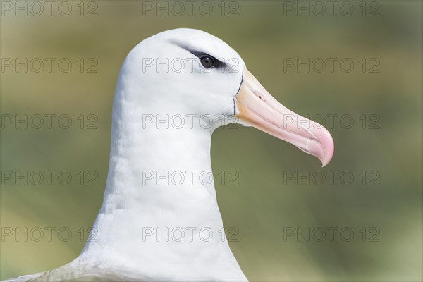 Black-browed Albatross or Black-browed Mollymawk (Thalassarche melanophris)