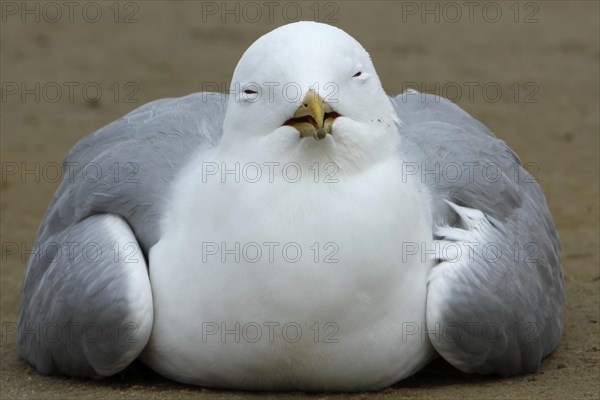 Common Gull (Larus canus) acting apathetic and having coordination difficulties due to a thiamine deficiency