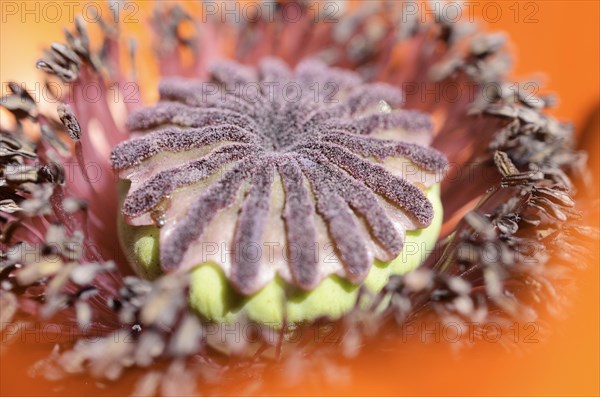 Oriental Poppy (Papaver orientale)