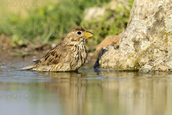 Corn Bunting (Emberiza calandra) washing itself