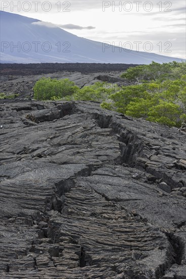 Lava field