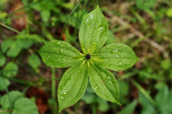 Herb Paris or True Lover's Knot (Paris quadrifolia)