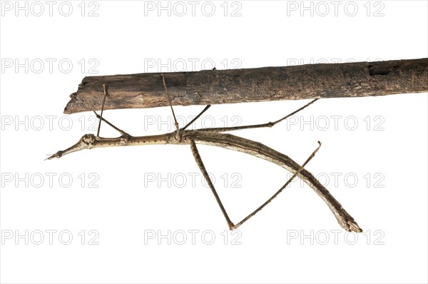 Horse Head Grasshopper (Pseudoproscopia latirostris)