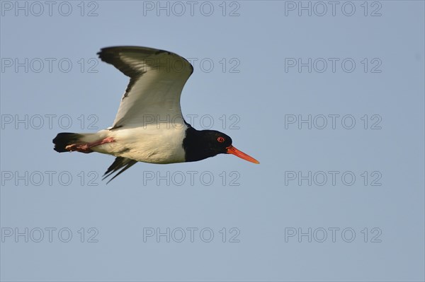 Oystercatcher (Haematopus ostralegus) in flight