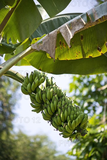 Banana Plant (Musa paradisiaca)