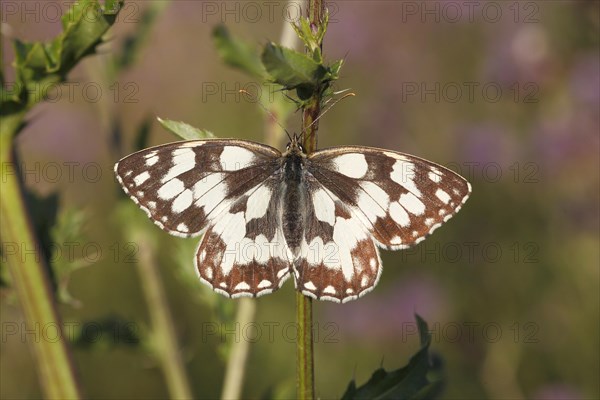 Marbled White (Melanargia galathea) basking on a thistle stalk