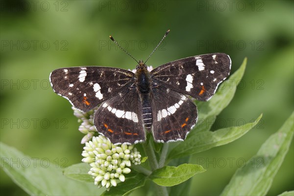 Map butterfly (Araschnia levana)