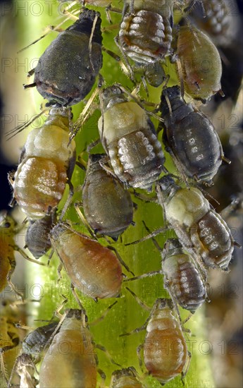 Aphids (Aphidoidea)