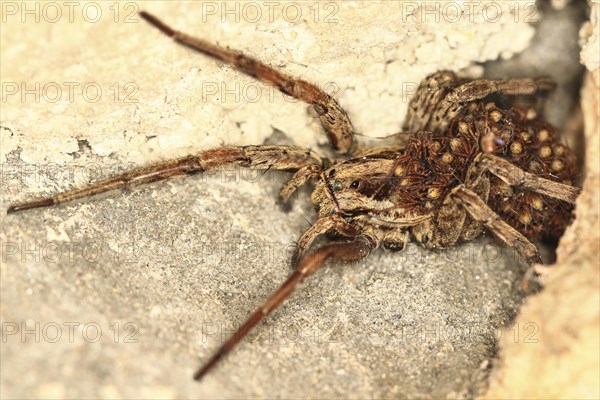 European Wolf Spider or False Tarantula (Hogna radiata) with spiderlings on its abdomen