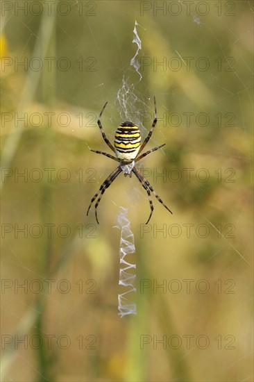 Wasp Spider or Zebra Spider (Argiope bruennichi)