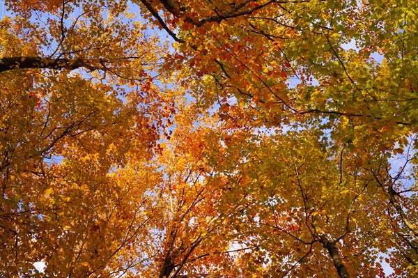 Maple trees (Acer) with bright autumn coloured leaves