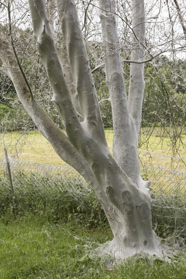 Tree infested with Ermine Moths (Yponomeuta sp.)