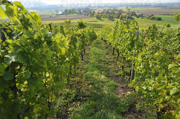 Vineyards with view of Altmannsdorf