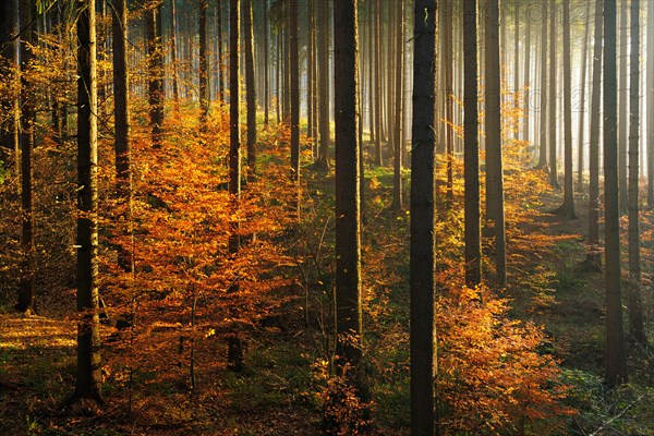 Sunny spruce forest with beginning rejuvenation by beeches in autumn