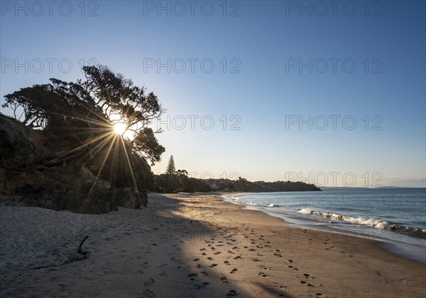 Sunbeams shine through trees on the sandy beach