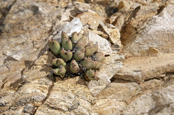 Conophytum (Conophytum bilobum) in its habitat