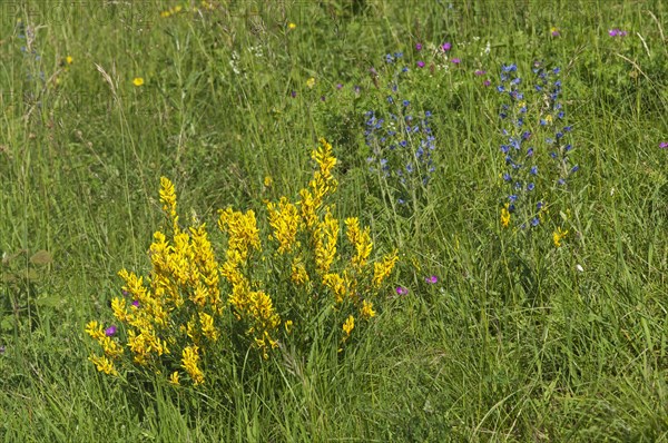 Scotch Broom (Cytisus scoparius)