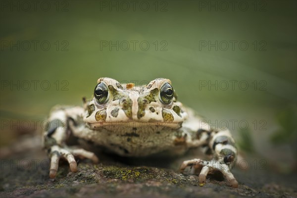 European Green Toad (Bufo viridis)