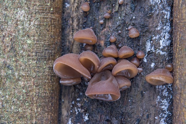 Jew's Ear or Wood Ear Fungus (Auricularia auricula-judae) on a Sycamore