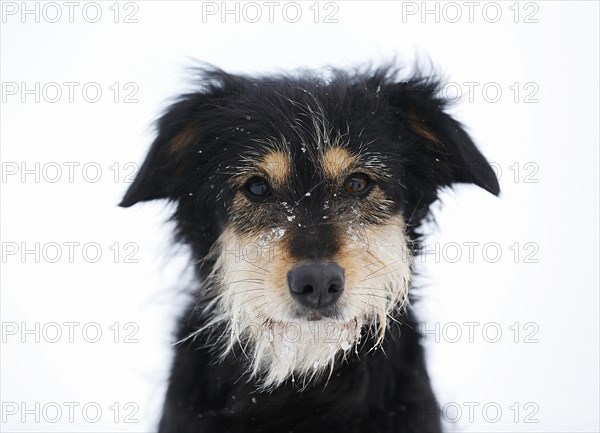 Mixed-breed dog