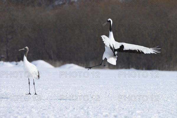 Red-crowned Cranes