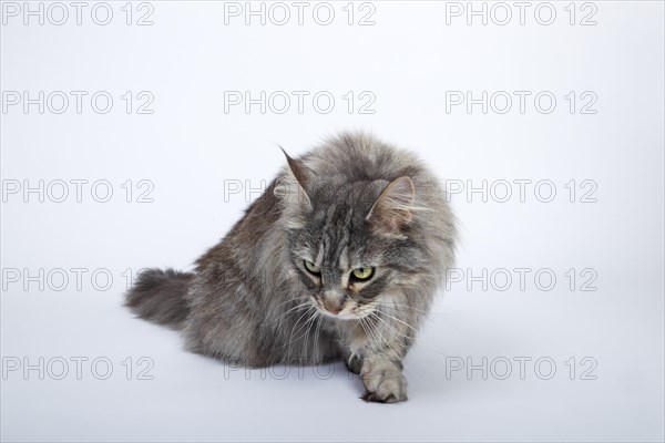 Maine Coon cat