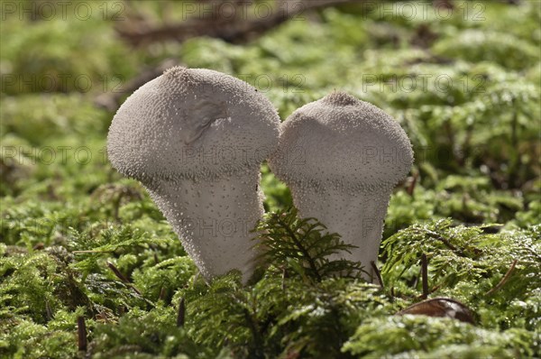 Gem-studded Puffball or the Devil's Snuff-box (Lycoperdon perlatum)