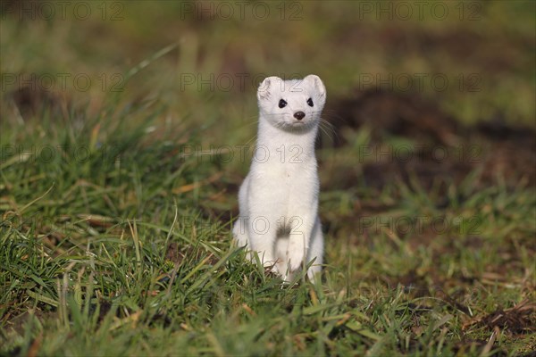 Stoat or Ermine (Mustela erminea) with white winter fur