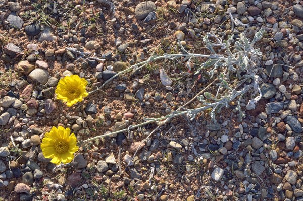 Desert Marigold (Baileya multiradiata)