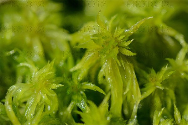 Peat Moss (Sphagnum)