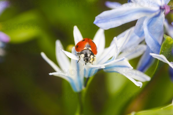 Seven-spot Ladybird (Coccinella septempunctata) in a garden