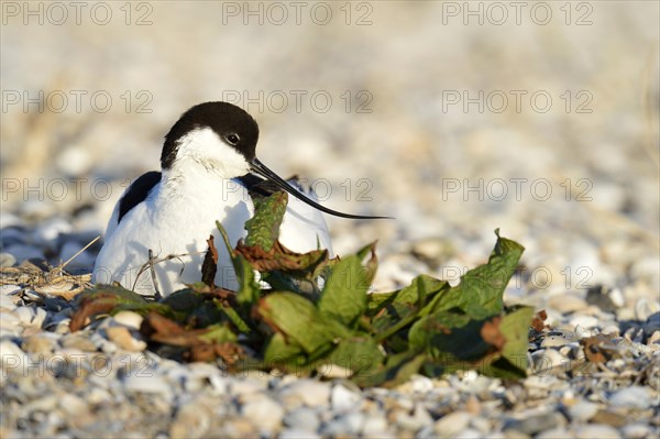 Pied Avocet (Recurvirostra avosetta) sitting on a nest