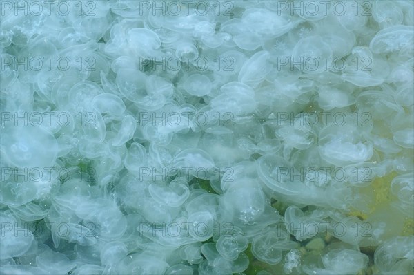 Accumulation of Moon jellyfish Aurelia (Aurelia aurita) in shallow water