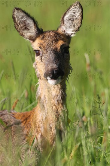 Roe deer (Capreolus capreolus)