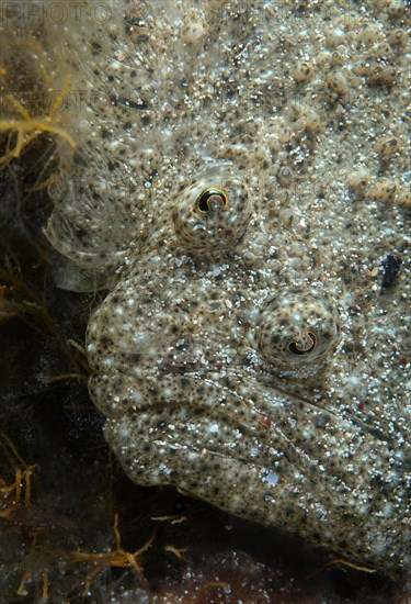 Black-Sea Turbot