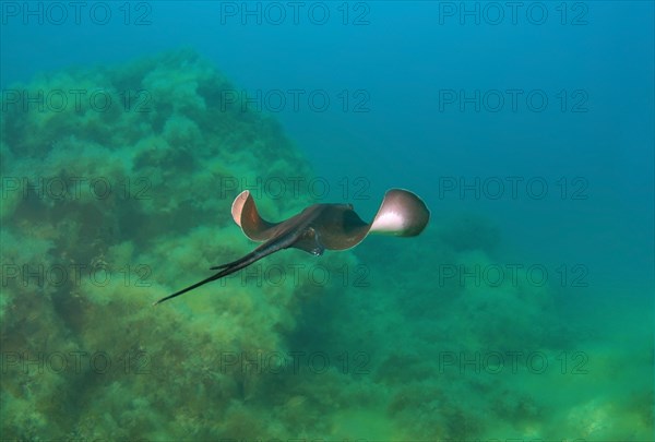 Common Stingray (Dasyatis pastinaca)