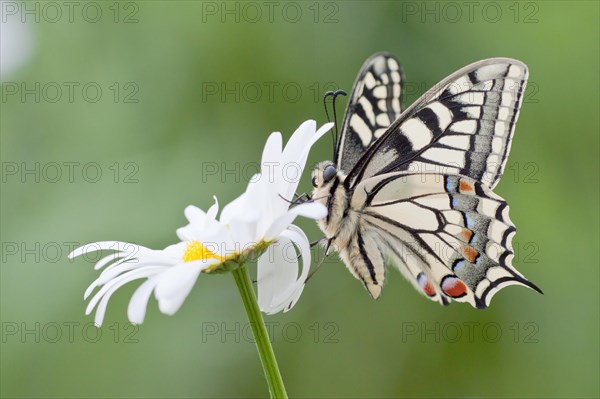 Old World Swallowtail (Papilio machaon) butterfly on a Marguerite