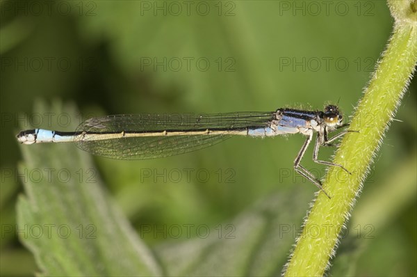 Blue-tailed Damselfly (Ischnura elegans)