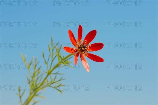 Summer Pheasant's-eye (Adonis aestivalis)