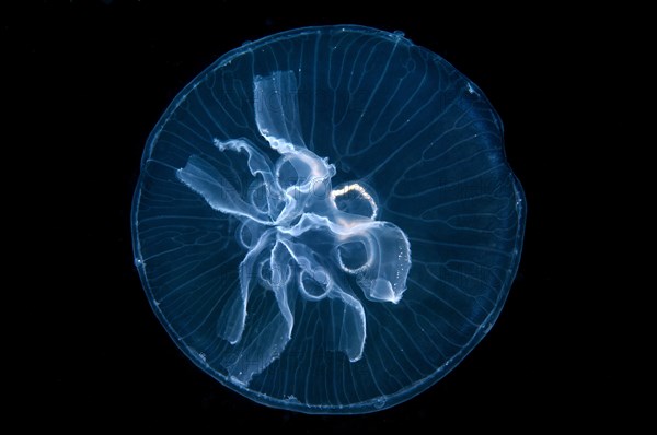 Moon Jelly (Aurelia aurita)