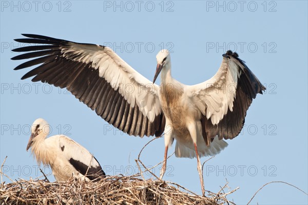 Young White Storks (Ciconia ciconia) during flight training on a nest