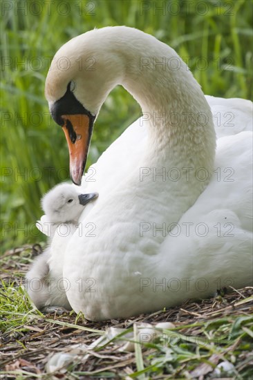 Mute Swan (Cygnus olor) on the nest with cygnet