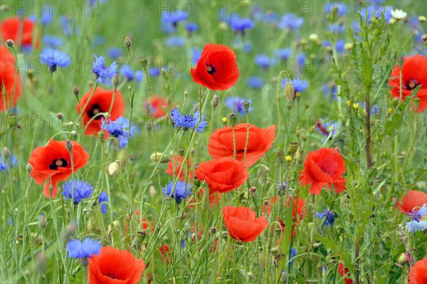 Grain field with flowering Poppies (Papaver rhoeas) and Cornflowers (Centaurea cyanus)