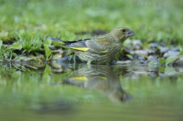 Greenfinch (Carduelis chloris) washing itself