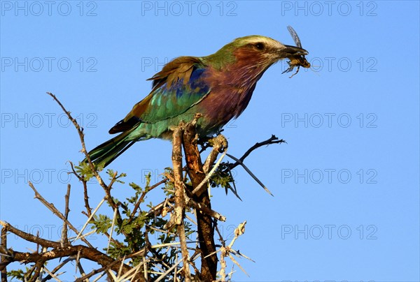 Lilac-breasted Roller (Coracias caudatus)