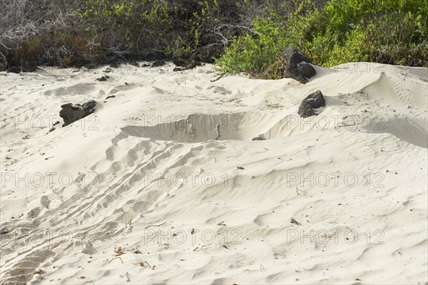 Nest of a Green Sea Turtle or Pacific Green Turtle (Chelonia mydas japonica)