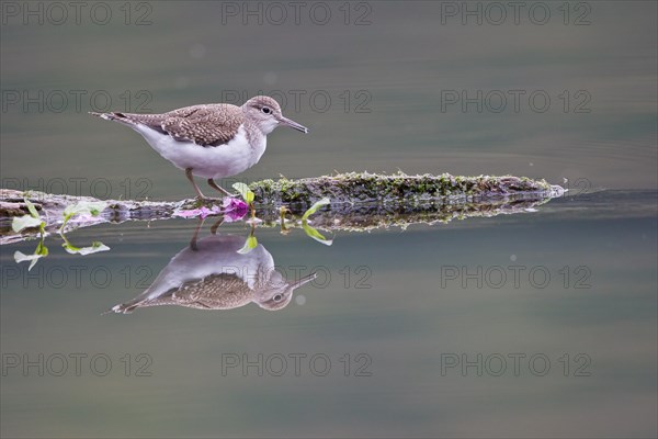 Common Sandpiper (Actitis hypoleucos) foraging on a floating tree trunk