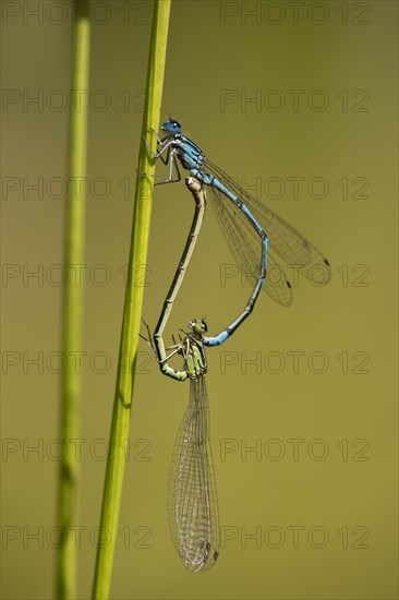 Azure Damselflies (Coenagrion puella) mating