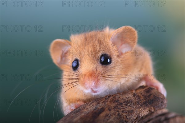 Hazel Dormouse