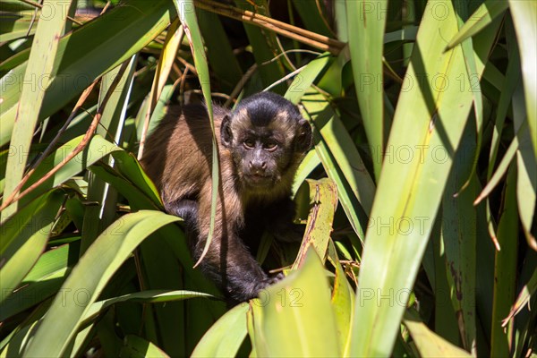 Tufted Capuchin